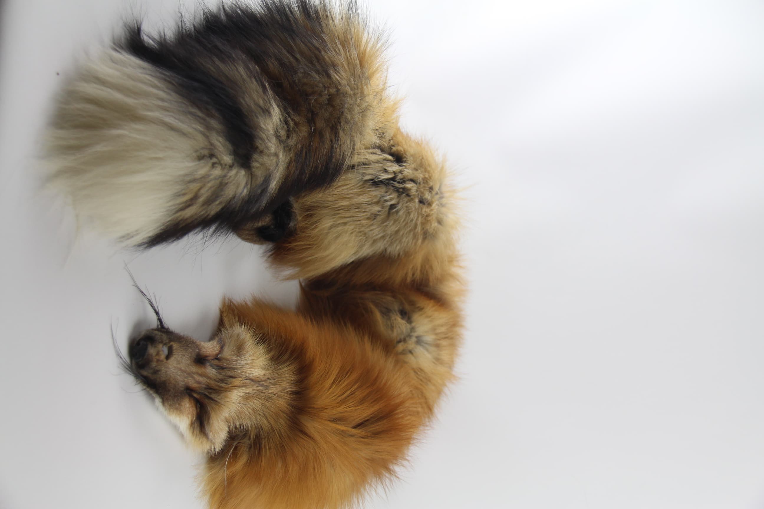 Fox Fur - Detail View