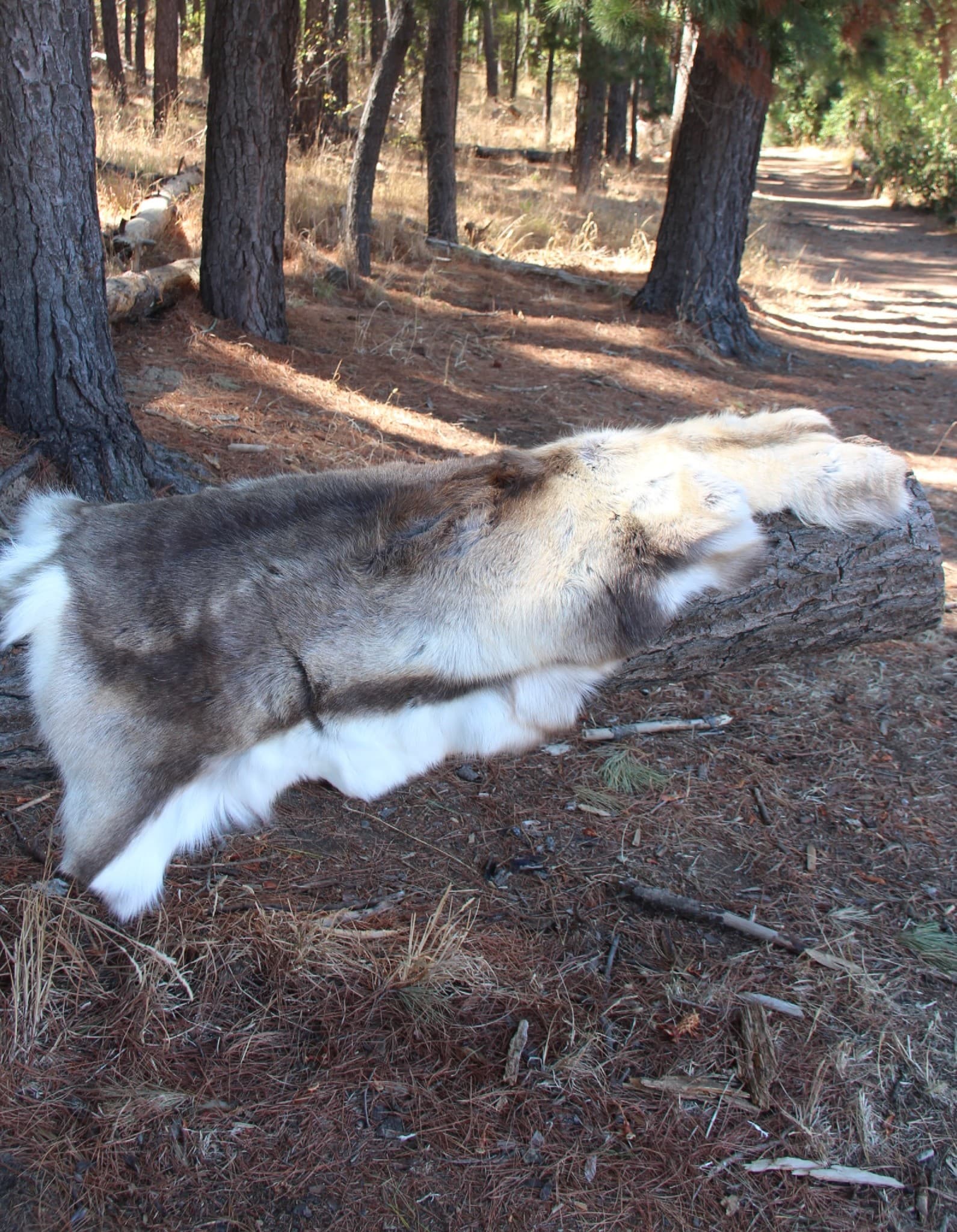 Reindeer Fur