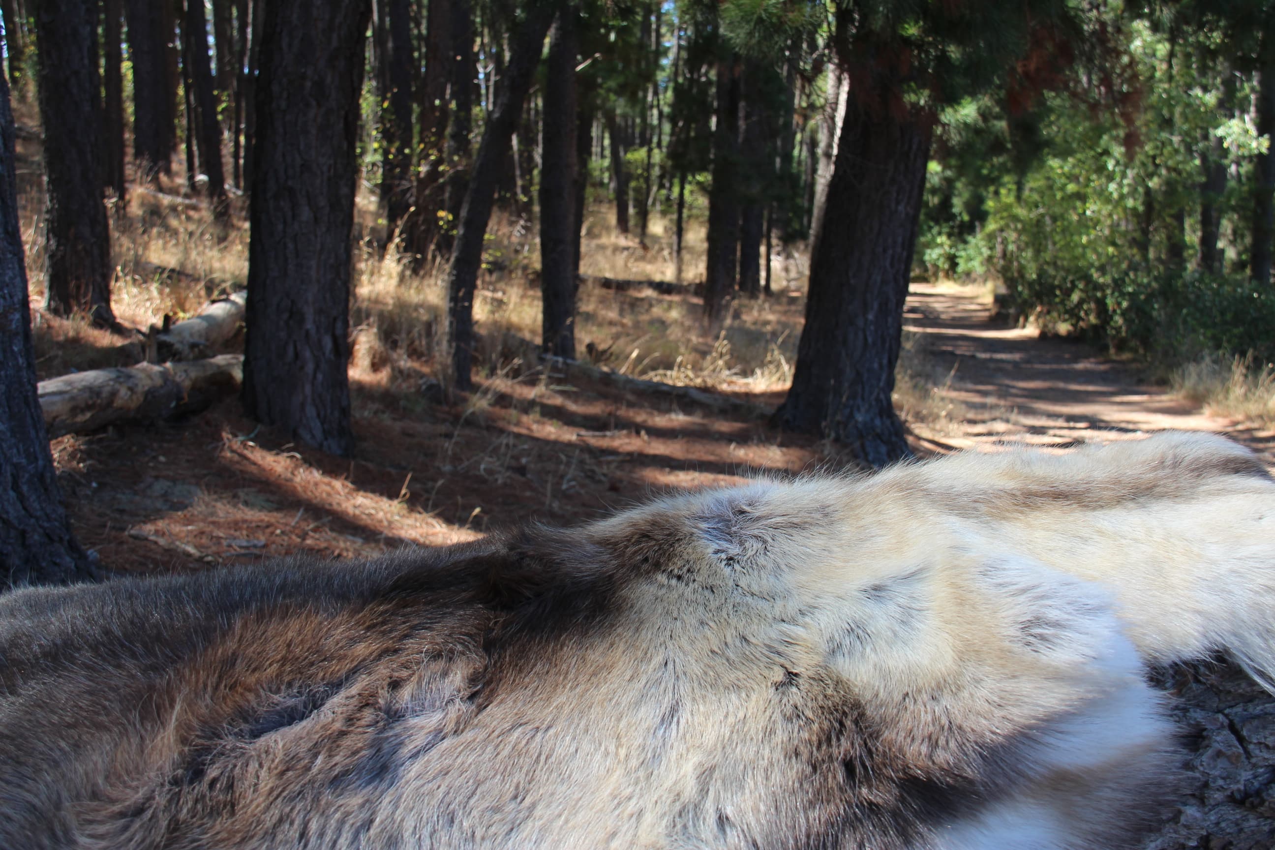 Reindeer Fur - Side View