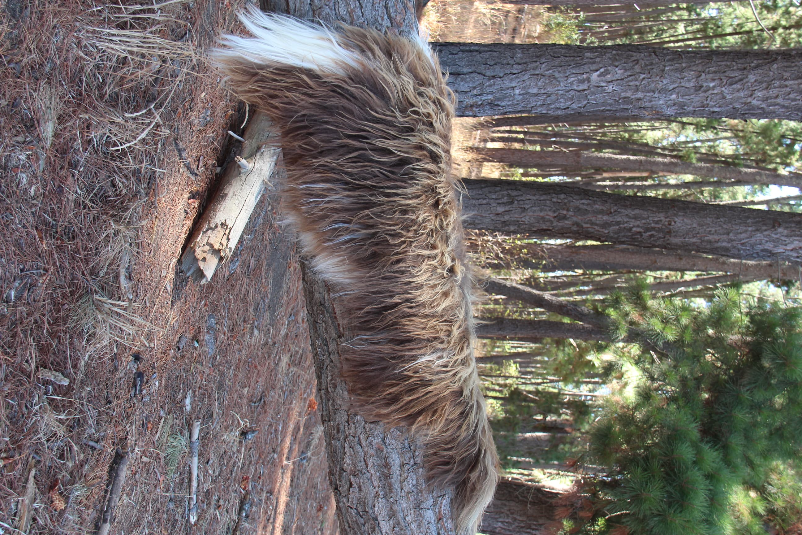 Rusty Brown Icelandic Fur