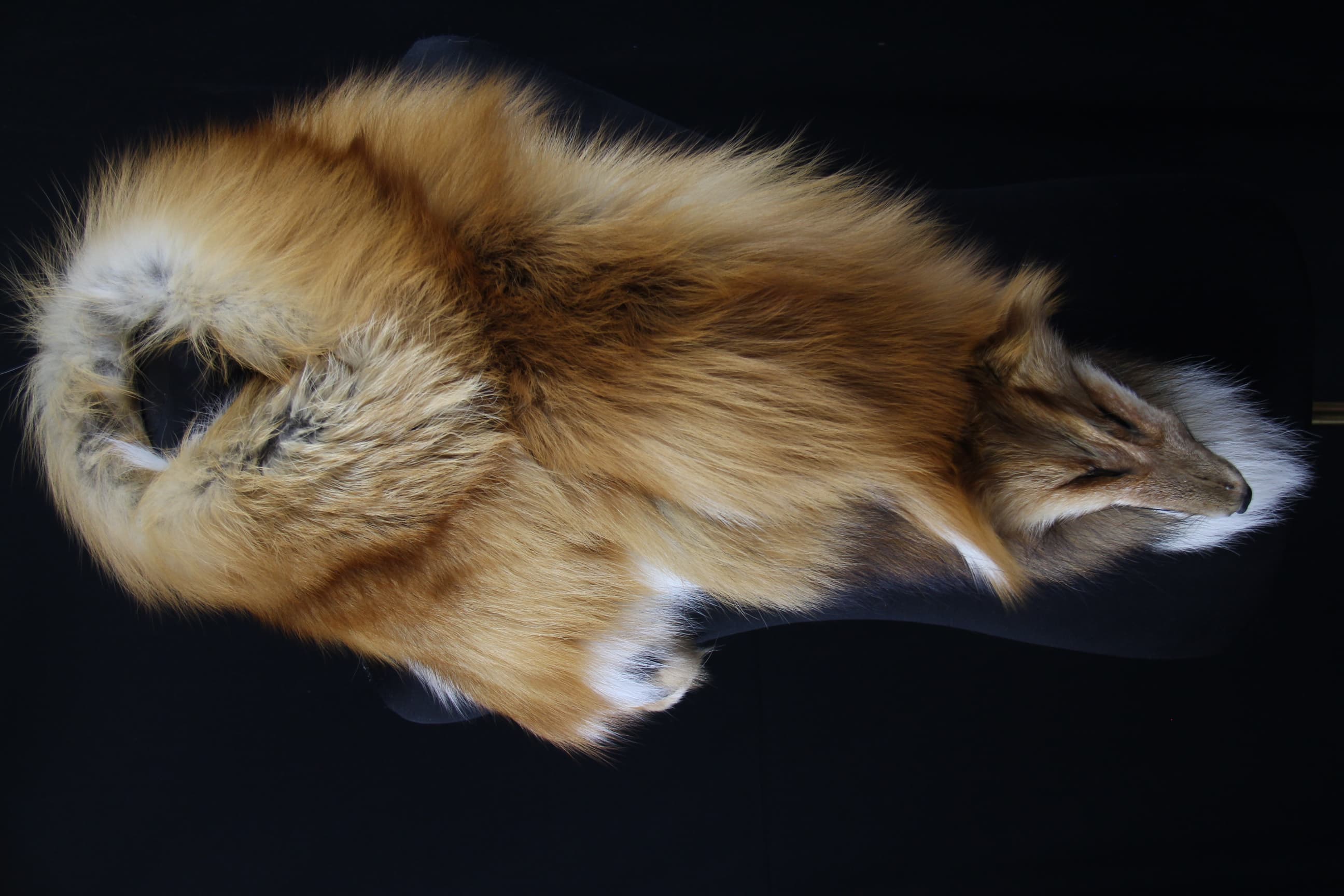 Red Fox Mantle - Detail View